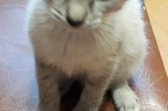 Кошки потеряшки, Киров, фото: Потеряшка кошка, ул. Сурикова, 22Б, Киров