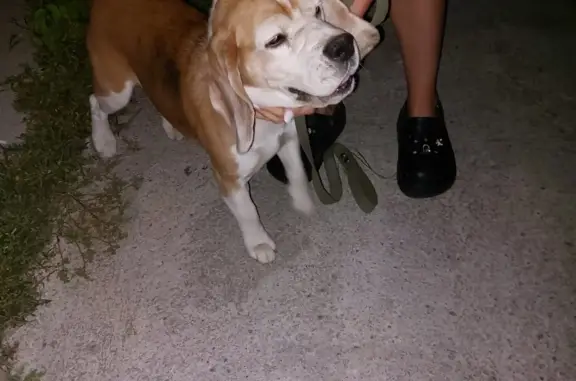 Найдена воспитанная собака на ул. Красные Казармы, 67, Пермь