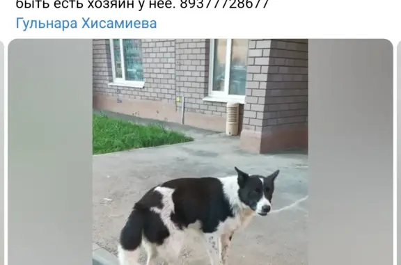 Найдена собака в Осиново, ищем дом