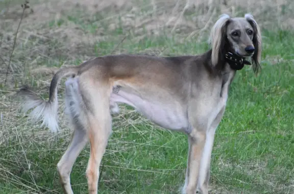 Собаки потеряшки, Москва, фото: Потеряшка собака Кобель, Петровско-Разумовский проезд, Москва
