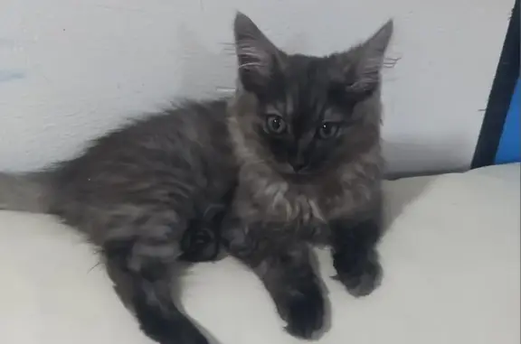Найден котенок серого окраса, ул. Матросова, Сергиев Посад