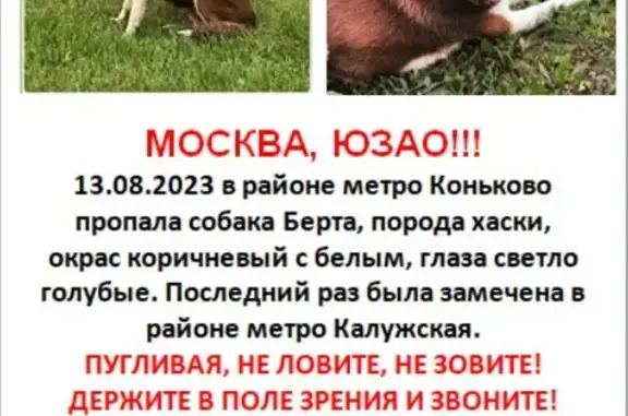 Пропала собака породы хаски у метро Калужская