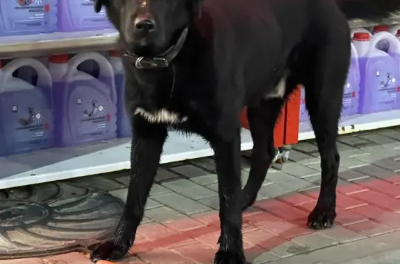 Собака найдена в деревне Елагино, Московская область