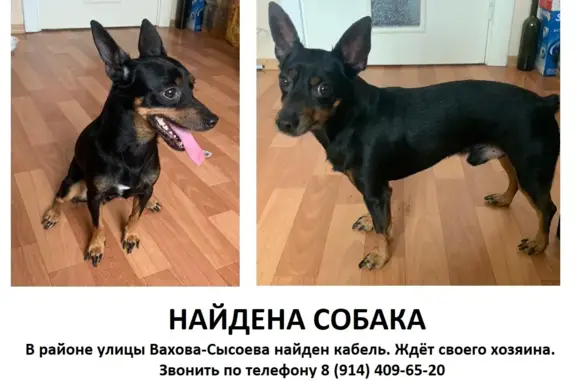Собака найдена на ул. Морозова, 91, Хабаровск