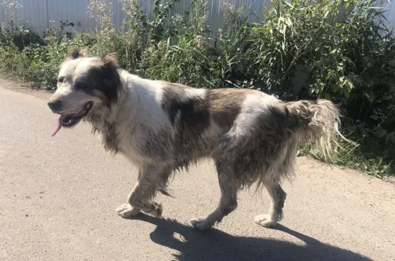 Найдена собака, Бело-коричневый окрас, Казань