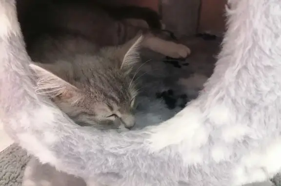 Пропала кошка: серая с белой грудкой, ул. Ворошилова, 22, Тольятти