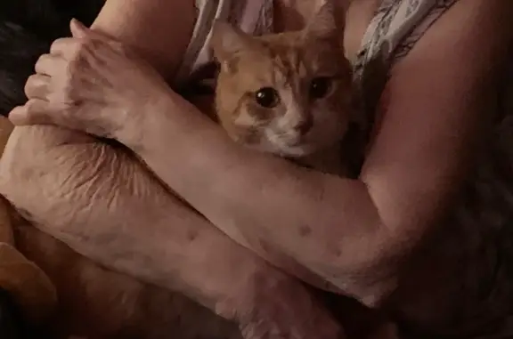 Кошки потеряшки, Новосибирск, фото: Потеряшка рыжий кот, ул. Столетова, 14, Новосибирск