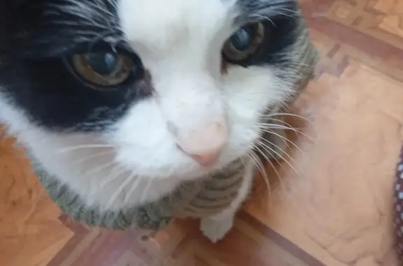 Найден исхудавший кот без переднего клыка в 18 квартале, Новокузнецк