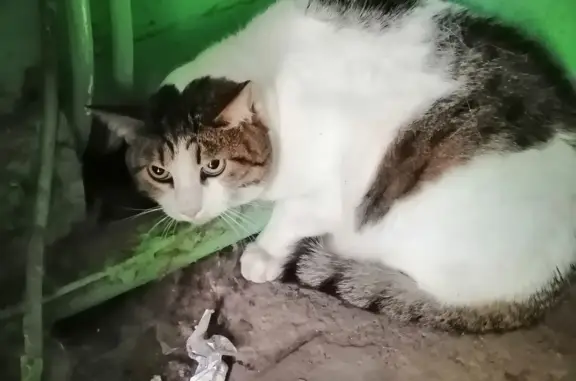 Найдена кошка на ул. Шевченко, 14, Рязань
