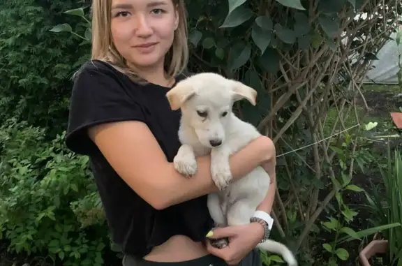 Найден щенок 14.08.2023 в Новосибирске