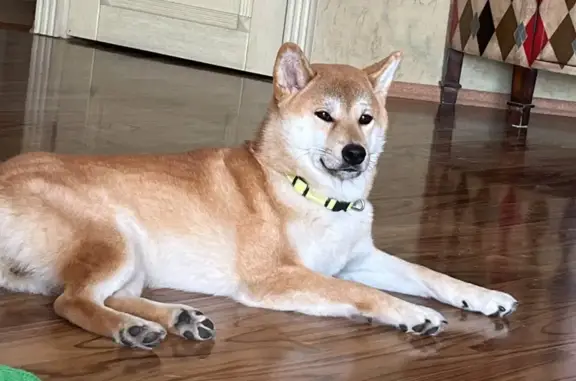 Собаки потеряшки, Санкт-Петербург, фото: Потеряшка собака Кобель на Речной ул., СПб