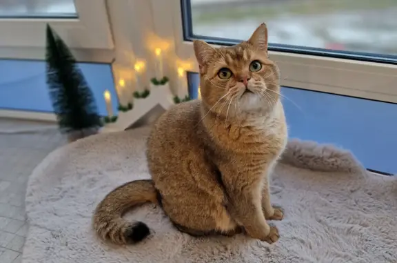 Кошки потеряшки, Санкт-Петербург, фото: Потеряшка кошка Кот на Московском проспекте, 183-185