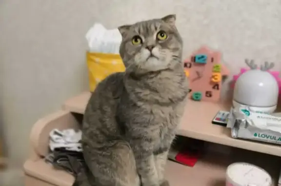 Пропала серая кошка после ДТП в Казани, помогите найти