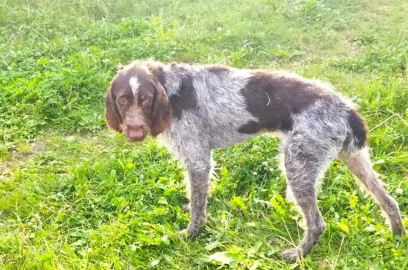 Найдена собака: драатхар, Мальчик, Леньково-Каверино-Тютьково