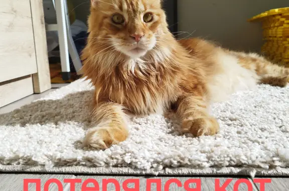 Кошки потеряшки, Санкт-Петербург, фото: Потеряшка кошка Мальчик, Мейн-кун, ул. Турку, 31, СПб