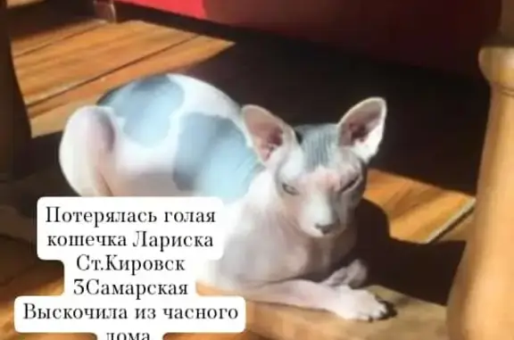 Пропала кошка: 3-я Самарская улица, 42, Омск