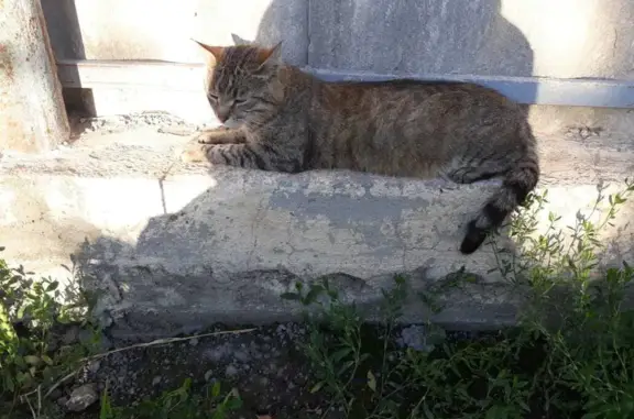 Пропала кошка в Щиграх, Курская область