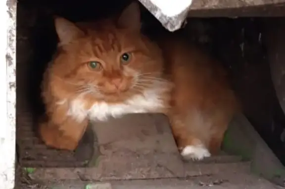 Пропала кошка Кот рыжий, около 10 лет, адрес: 772, Виллозское городское поселение