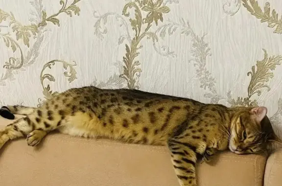 Пропала кошка в Московской области