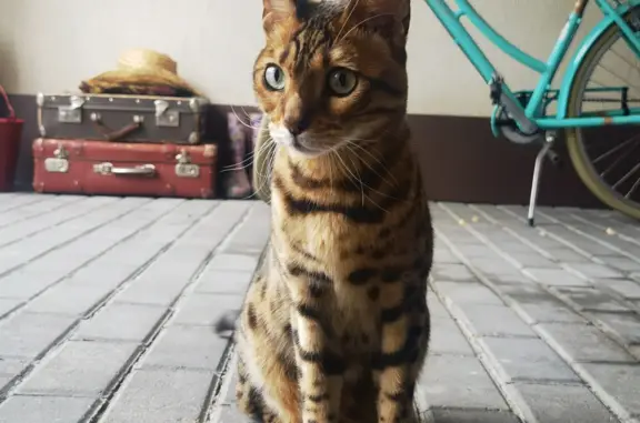 Найден бенгальский кот в Москве