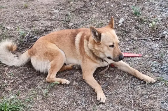 Собака Рыжий найдена на даче в Татарстане