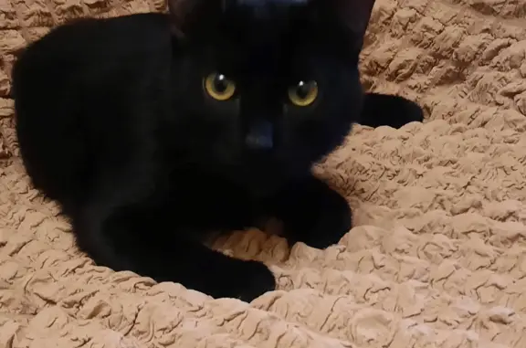 Найдена кошка Кот кастрат чёрный проспект Ленина, 144