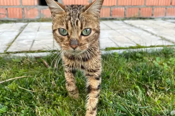 Найдена истощенная домашняя кошка на ул. 25 Октября