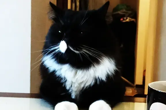 Кошки потеряшки, Санкт-Петербург, фото: Потеряшка кошка Мальчик, черно-белый окрас, ул. Бабушкина, 61, СПб