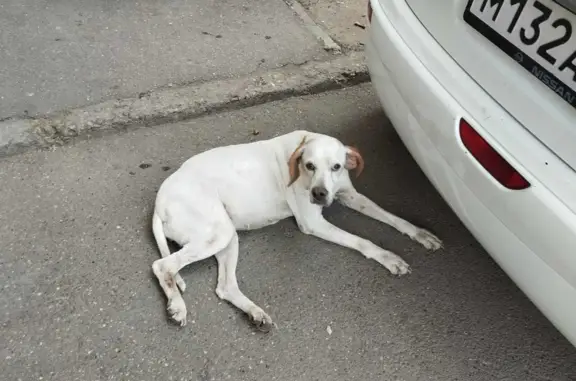 Собачка беременна, найдена на Ставропольской ул., Краснодар