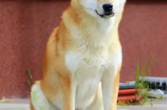 Собаки потеряшки, Санкт-Петербург, фото: Потеряшка собака, адрес: пр. Ветеранов, парк Александрино