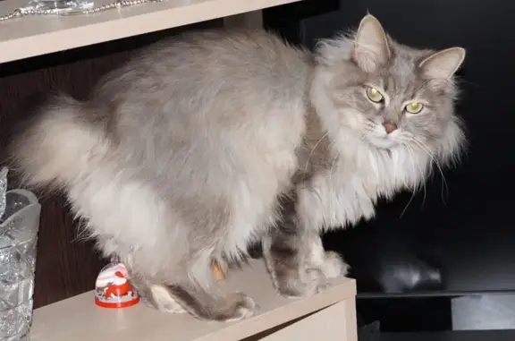 Кошки потеряшки, Новосибирск, фото: Потеряшка серая кошка на Добровольческой улице, 34