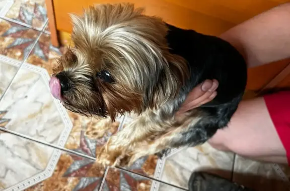 Найдена собака, Московская область, фото: Найден йоркширский терьер в М.О. Пушкинском районе