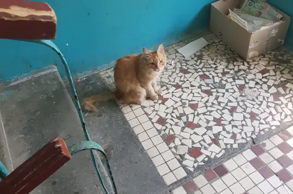 Рыжий котик найден на ул. Таращанцев, 37, Волгоград