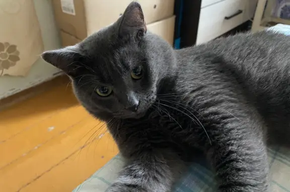 Пропала кошка Беся, 1 год, темно-серого цвета, Жигулёвск