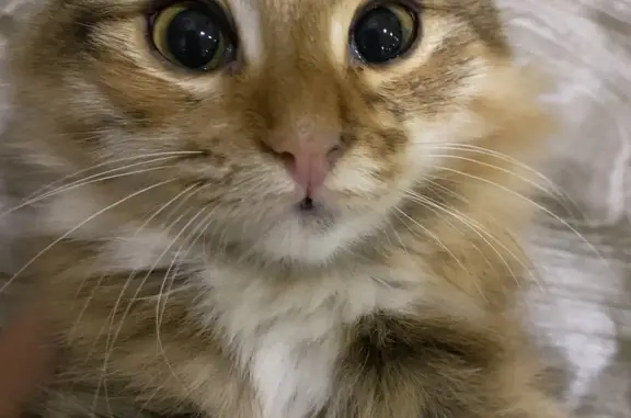 Кошки потеряшки, Ува, фото: Потеряшка кошка на Майской улице, 20, Ува