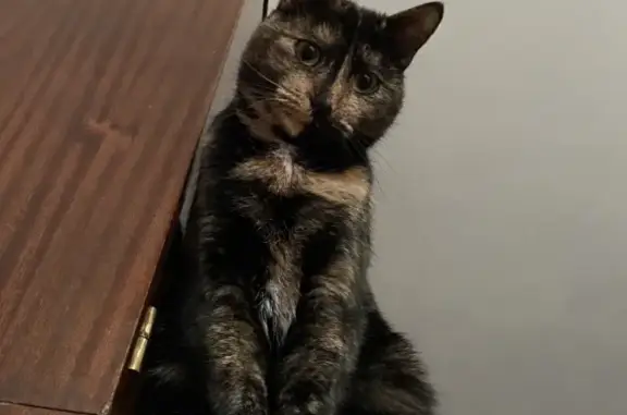 Потерянные животные Санкт-Петербург, фото: Пропала кошка, Черепаховый окрас, Dачный проспект, 19 к3, СПб