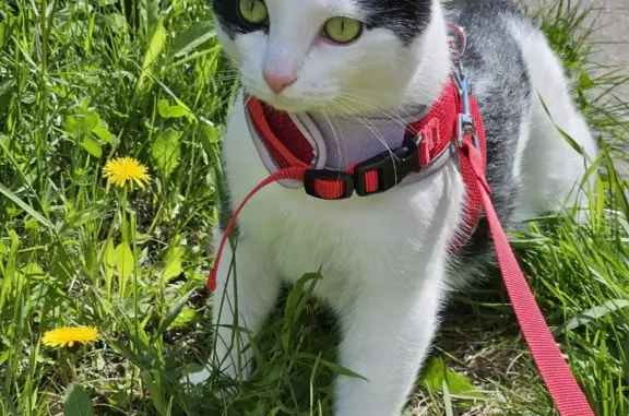 Кошки потеряшки, Санкт-Петербург, фото: Потеряшка кошка Котик, ЖК Фьерд и ЖК Две эпохи, СПб