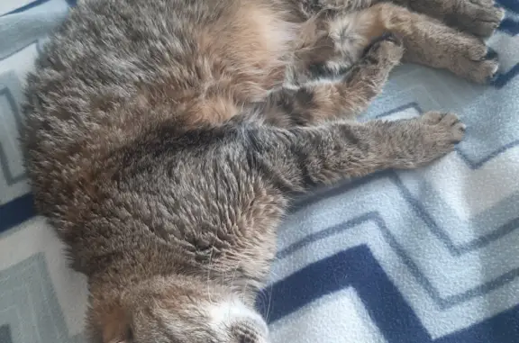 Найдена кошка на ул. П. Столыпина, 19, Челябинск