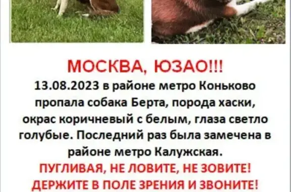 Пропала собака на Профсоюзной, Москва