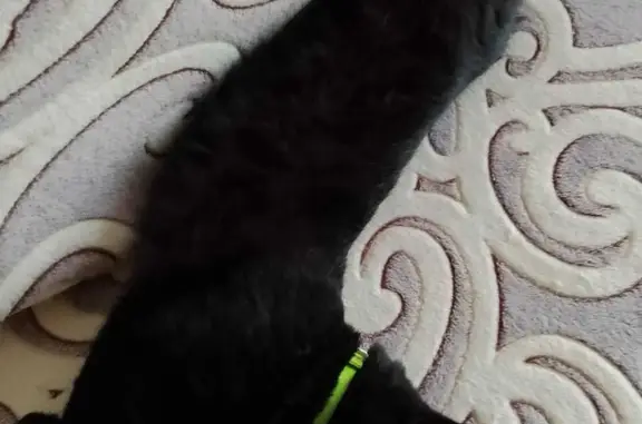 Пропала чёрная кошка с ошейником, Пионерский, Свердловская область