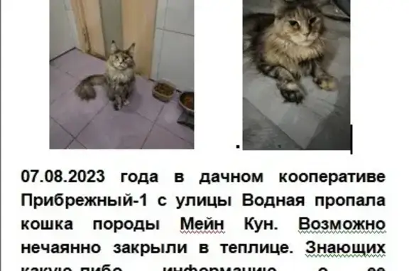 Пропала кошка мейн-кун на Водной улице, Сургут