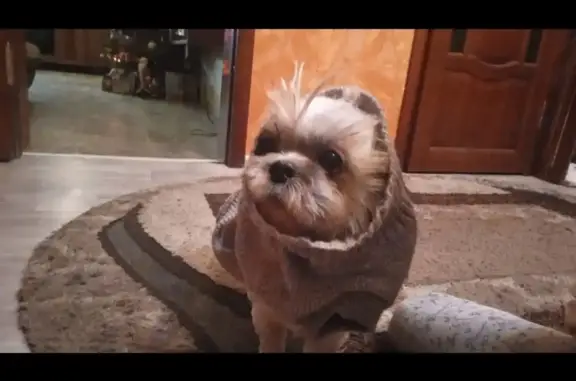 Собаки потеряшки, Москва, фото: Потеряшка собака! Найдена вознаграждение. Маслов переулок, Москва