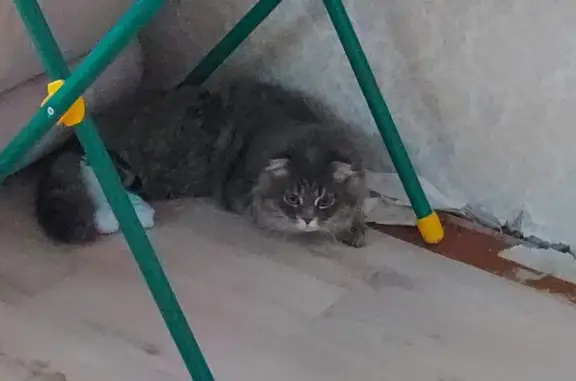 Пропала кошка: серо-дымчатый кот, ул. Дзержинского, 44А, Южно-Сахалинск
