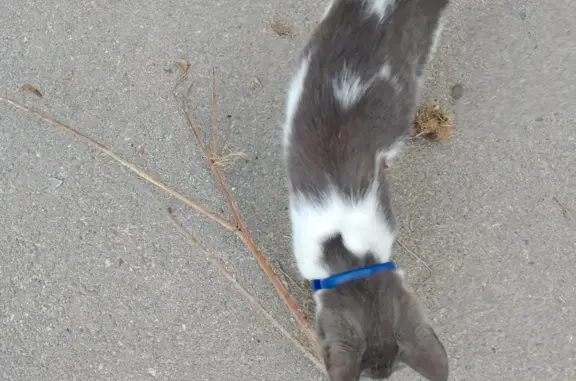 Найдена кошка на ул. Мира, Новомосковск