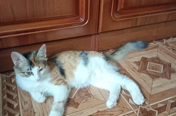 Потерянная трёхцветная кошка в Саратове