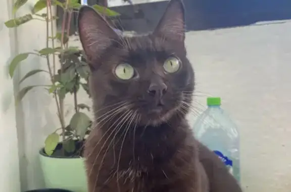 Кошки потеряшки, Санкт-Петербург, фото: Потеряшка кошка на Петергофском шоссе, 84 к15