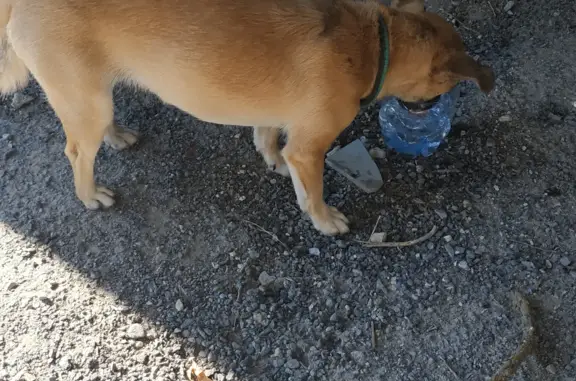 Найдена собака на остановке в Морозовске