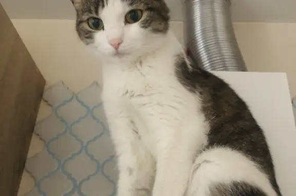 Объявления о пропавших и найденных животных, Новосибирск, фото: Пропала кошка, Большевистская ул., 96, Новосибирск