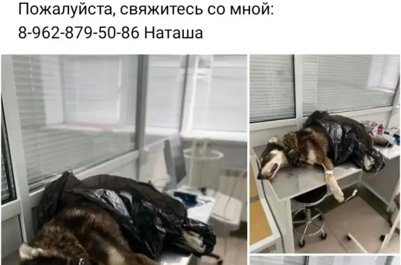 Найдена собака в Краснодаре, район Сельхоз института