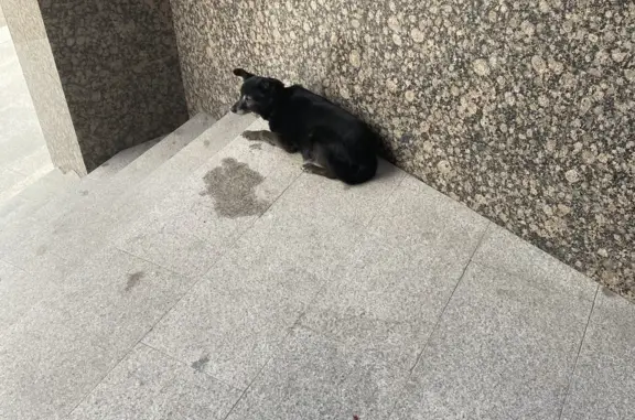 Собака найдена около входа в ЕРКЦ, ул. Петрищева, 10А, Дзержинск